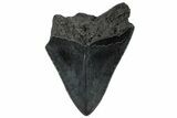 Bargain, Fossil Megalodon Tooth - Serrated Blade #300129-1